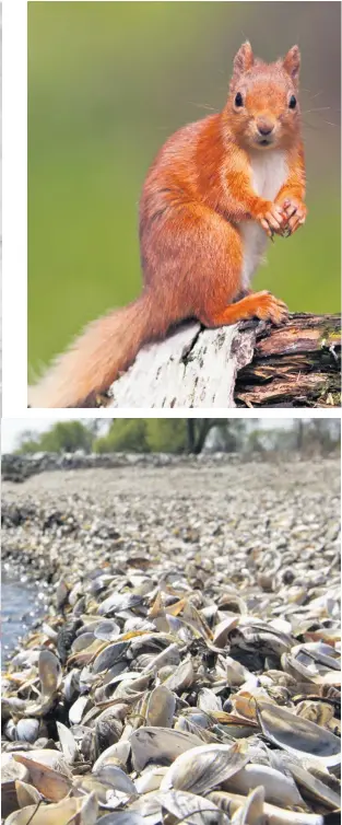  ?? ALAMY ?? Immigratio­n watch: (clockwise from far left) Are signal crayfish ‘bad’? Are red squirrels ‘good’? And how about Wisconsin’s zebra mussels, which hail from the Caspian?