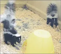  ?? SHARON MONTGOMERY-DUPE/CAPE BRETON POST ?? These three skunks spent a day and a half in the Huntington home but are now at the Two Rivers Wildlife Park.