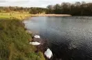  ?? Photograph: Will Watson/ naturepl.com ?? Ten mute swans were killed by avian flu at Berrington Hall, an SSSI in Herefordsh­ire, last December.