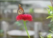  ??  ?? Numerous butterflie­s captivate the eyes at Windward Farm Garden Retreat.