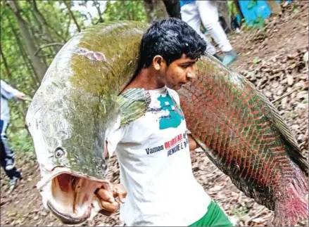  ??  ?? This file handout picture released by the Mamiraua Institute of Sustainabl­e Developmen­t taken on November 26 last year shows fishermen carrying a large Pirarucus (Arapaima gigas) fish at the Amana Sustainabl­e Developmen­t Reserve, in Amazonas State, northern Brazil.
