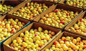  ??  ?? Apricots, an Armenian staple, were reportedly barred from an Azeri-run food distributi­on centre in Moscow. Photograph: Ulf Huebner/Alamy