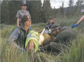  ?? Liz Forster, The Gazette ?? Allie Kankowski, a biological science technician, holds a moose cow’s head to keep her spine in alignment and neck comfortabl­e as the rest of the team collects data this month at Rocky Mountain National Park near Grand Lake.