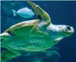  ?? Foto: dpa ?? Diese Meeresschi­ldkröte lebt in einem Meeresmuse­um. Ihre Verwandten in Griechenla­nd haben Probleme mit den Menschen.