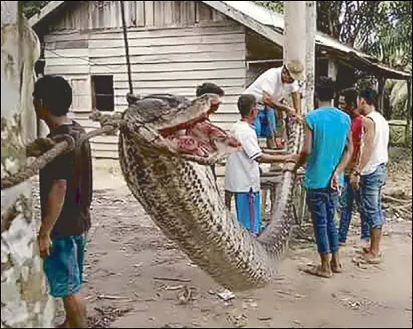  ??  ?? Villagers string a dead python to a tree in Batang Gansal, Sumatra on Wednesday. Large pythons are common in parts of Indonesia.