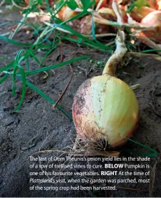  ??  ?? The last of Oom Theunis’s onion yield lies in the shade of a row of trellised vines to cure. BELOW Pumpkin is one of his favourite vegetables. RIGHT At the time of
Platteland’s visit, when the garden was parched, most of the spring crop had been...