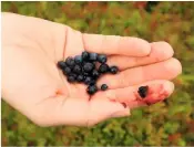  ??  ??  PHOTO FUEL You can snack on ripe summer bilberries while you wait for the light to be just right.