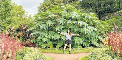  ?? ?? With its impressive size and massive leaves, it’s hard to believe castor bean is an annual plant. Plant the seeds or seedlings in sunny garden beds or large containers and water and fertilize regularly.