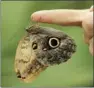  ??  ?? BUTTERFLY HAVEN: Butterfly gardening was promoted in a butterfly dome, a re-creation of the Eden Project’s famous Rainforest Biome in a 25mdiamete­r, 9m-high dome.