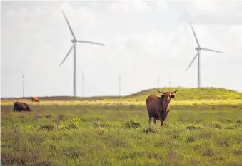  ?? Eddie Seal / Bloomberg ?? Cattle graze near wind turbines at Avangrid Renewables’ Baffin Wind Power Project in Kenedy County.