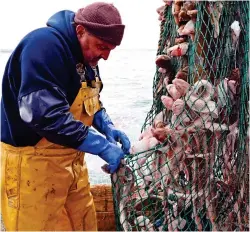  ??  ?? Reward: UK fisherman have gained 25 per cent more catch