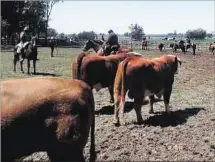  ??  ?? EXPO LASCANO. Hoy se rematarán los toros de todas las razas.