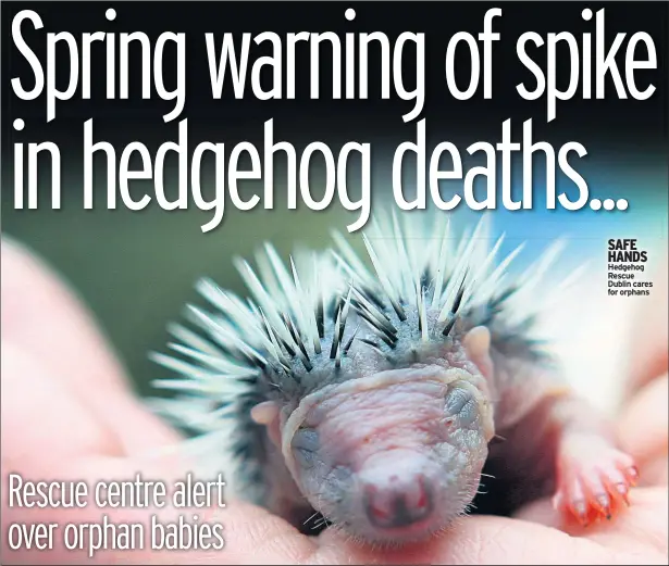 ??  ?? SAFE HANDS Hedgehog Rescue Dublin cares for orphans