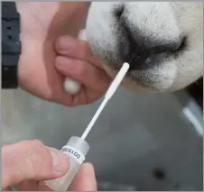  ?? ?? A DNA sample being collected by nasal swab