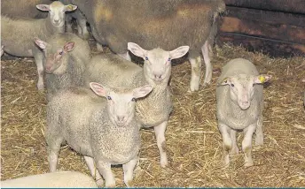  ??  ?? Manon Therrien et Maxime Bernier vendent leur viande à la boutique située près de la ferme, dans des boucheries de la région et au marché public de Victoriavi­lle.