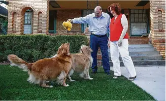 ?? Michael Ciaglo / Staff photograph­er ?? Randall and Etna Neighbour play with their dogs on their new artificial turf lawn in the Heights.