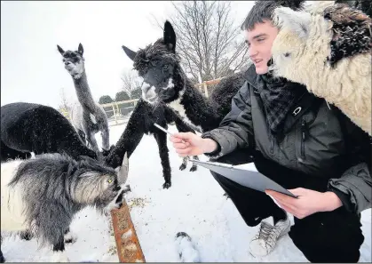  ??  ?? Twycross Zoo animal keeper pictured counting the Pigme Goats and Alpacas during the annual animal ‘stock take’. The Picture was taken a few years ago at the zoo