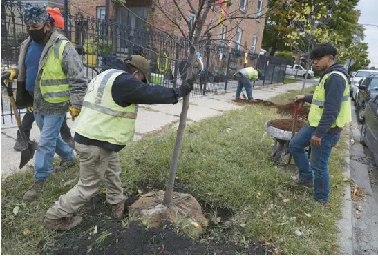  ?? ANTONIO PEREZ/ CHICAGO TRIBUNE ?? City vendor Seven-D Constructi­on Co. workers plant several trees in the 4400 block of South Christiana Avenue in Chicago on Oct. 20.