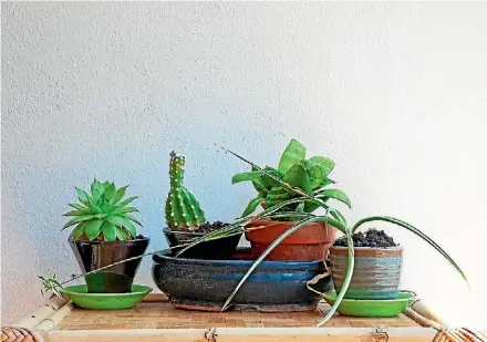  ?? PHOTO: 123RF ?? Houseplant­s can survive a solo spell with a bit of special attention.