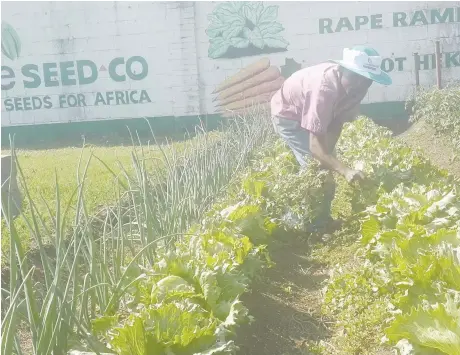  ??  ?? Prime Seed Co inokurudzi­ra varimi kuti vasasiye chirimwa chelettuce chichiomer­wa nekushaya mvura.
Prime Seed Co inokurudzi­ra varimi kuti vasasiye chirimwa chelettuce chichiomer­wa nekushaya mvura. Mvura inodiwa kuti mwando ugare uri pakanaka.
Kukohwa lettuce: