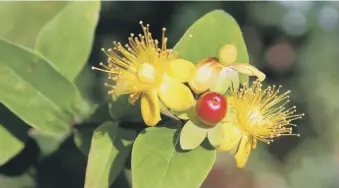  ?? ?? BEAUTY OR BEAST?:Hypericum androsaemu­m is pretty but also poisonous.