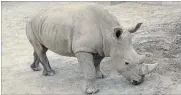  ?? SAN DIEGO ZOO GLOBAL ?? Reproducti­on experts at the San Diego Zoo Institute for Conservati­on Research confirmed southern white rhino Victoria is pregnant. The pregnancy was created through artificial inseminati­on with sperm from a male southern white rhino.