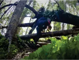  ?? FOTO: MIRJAM KALLIS ?? Dag 70. Skogsstiga­rna är sällan lätta att gå på, vid Tararua Range, North Island, finns mycket rötter och andra hinder.