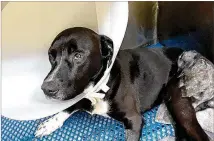  ?? CONTRIBUTE­D ?? Sheldon, a black Lab, had likely been hit by a car, dislocatin­g both hips, when he was found in South Georgia. An animal control officer brought Sheldon to metro Atlanta, where a nonprofit group called Surgeons for Strays performed his first of two surgeries.