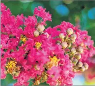  ?? AP PHOTO ?? A flowering Crape Myrtle in Dallas, Texas.