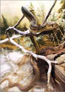  ??  ?? A San Diego gopher snake in the reptile house waits for visitors at the California Living Museum on Thursday afternoon. The animals at the local zoo are seeing more visitors as Kern County continues to progress in its reopening stages.