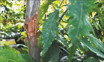  ?? Adrian Kraus / Associated Press ?? The trunk of an American chestnut tree shows signs of blight at the State University of New York’s College of Environmen­tal Science & Forestry Lafayette Road Experiment Station in Syracuse, N.Y.,