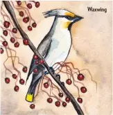  ??  ?? Waxwing