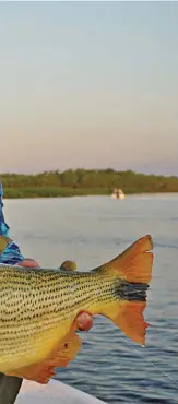  ??  ?? Otro doradazo que tomó una coludita Voraz. Recogiendo a media máquina y stickeando se dieron los mejores resultados. Pesó casi 8 kg.