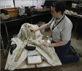  ?? JAE C. HONG, THE ASSOCIATED PRESS ?? Paleontolo­gist Ashley Leger shows the skull of a young Columbian mammoth found at the constructi­on site of the subway extension in Los Angeles.