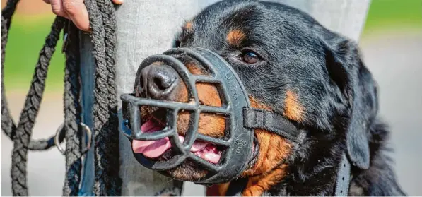  ?? Symbolfoto: Philipp Schulze, dpa ?? Vom Wesen her unerschroc­ken: Ein solcher Rottweiler hat am Wochenende in München fünf Menschen verletzt. Die Polizei erschoss ihn.