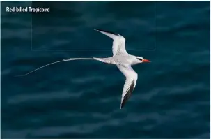  ??  ?? Red-billed Tropicbird