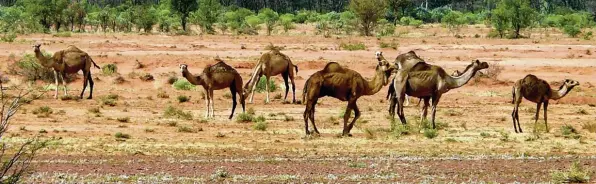  ?? Foto: Bernward Loheide, dpa ?? Eine Herde wilder Kamele streift durch das australisc­he Hinterland, das Outback. Die Tiere können dort so gut leben, dass sie zur Plage wurden.