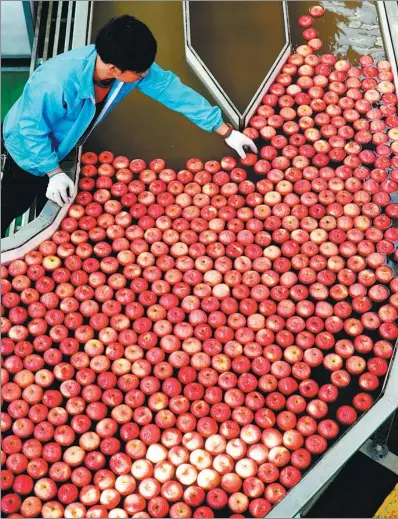  ?? PHOTOS BY SHAO RUI, ZHANG XI’AN AND ZHU XIANG / XINHUA ?? Clockwise from top: A worker sorts apples at a company in Luochuan, Shaanxi province; workers package peaches in Tacheng, Xinjiang Uygur autonomous region for export to Tajikistan; grapes are harvested in Ili, Xinjiang.