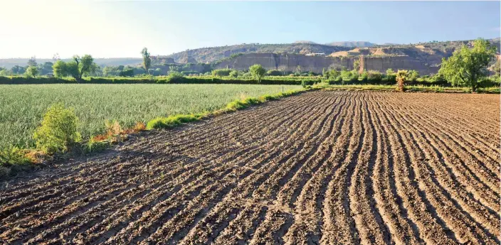  ?? JOSÉ ROCHA ?? La siembra de cebolla en los campos de cultivo de Parotani, en el valle bajo del departamen­to.