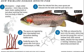  ?? CANADIAN PRESS ?? Whirling disease was detected for the first time in Alberta’s waterways in 2016. It has now been detected on the Bow and Oldman rivers, and is likely to arrive in the South Saskatchew­an soon.