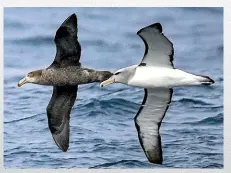  ??  ?? Thirteen varieties of albatross breed in this region – more than anywhere else in the world.