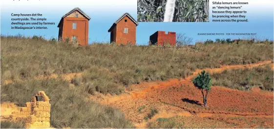  ?? JEANINE BARONE PHOTOS FOR THE WASHINGTON POST ?? Camp houses dot the countrysid­e. The simple dwellings are used by farmers in Madagascar’s interior. Sifaka lemurs are known as “dancing lemurs” because they appear to be prancing when they move across the ground.