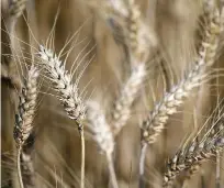  ?? REUTERS ?? EARS of wheat are seen in a field of unharveste­d wheat.