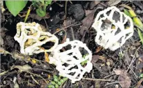  ??  ?? Mosgiel reader John Noble has discovered these unusual growths in his garden and wonders what they are.