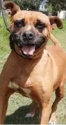 ??  ?? Ciska is a boxer cross girl in her best years. She is loyal, loving and protective and has to be an only dog.