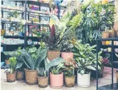  ?? ROOSEVELT NGUYEN ?? Plants in biodegrada­ble nursery pots sit on display at Pollyn in New York. More couples are turning to potted plants in place of cut flowers for their weddings.