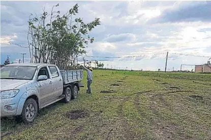  ?? (GENTILEZA CRISTIAN RUDI) ?? Árboles. Implantaci­ón de robles en un campo de Alejandro Roca.