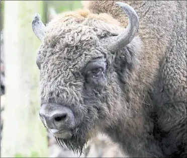  ?? Picture: Wildwood Trust ?? The bison herd is expected to breed quickly