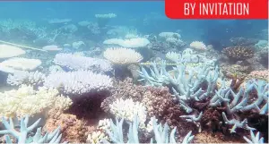  ?? ?? Widespread coral bleaching was part of the “catastroph­ic die-off” on the Great Barrier Reef in Australia during an extended heatwave in 2016, scientists say.