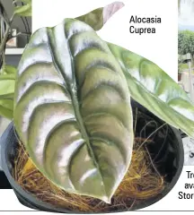  ??  ?? Alocasia Cuprea